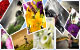 cheap web photo gallery design